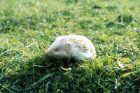 The albino hedgehog sits and keeps watch