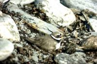 Ringed Plover sitting down on a nest