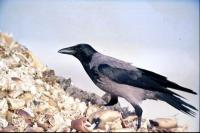 A Hooded Crow on a shell dump