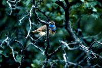 A Bluethroat perched among the trees