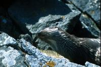 An Otter shakes itself dry