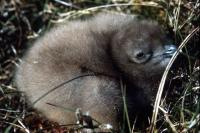 A Great Skua chick