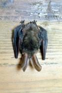 A Long-eared Bat clings to a wooden beam