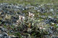 Hairy Lousewort