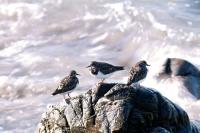 Three Turnstones stand on a rock