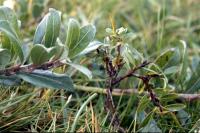 The stalk of Creeping Willow