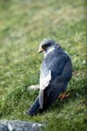 Red-footed Falcon