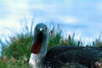 Red-throated Diver