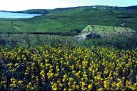 A field of Bog Asphodel