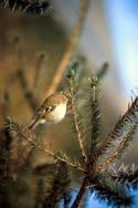  Goldcrest at Kergord