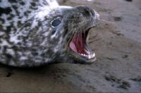 Hooded Seal shows some aggression.