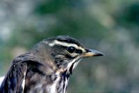 A Redwing in profile