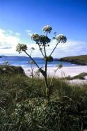 Wild Angelica at the West Sandwick beach