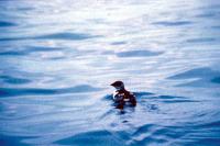 A Little Auk out at sea