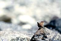 A Wren stands at the point of a rock