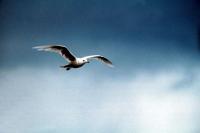 An Iceland Gull in flight