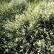 A patch of Common Marsh-bedstraw