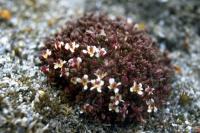  Brook( Polar) Saxifrage