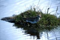 Pectoral Sandpiper wading