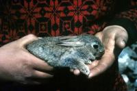  A young Blue Hare.