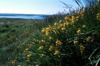 A clump of Bog Asphodel on a small hill.