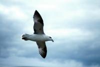 A Fulmar flies across a cloudy sky