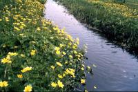 Marsh Marigolds border a burn