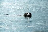 A Common Seal.