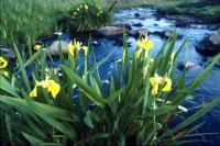 Yellow Iris beside a burn