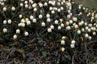 Arctic Bell Heather