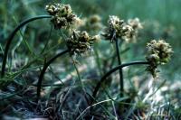 Curved Sedge growing on sandy ground