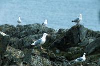A group of gulls on the rocks