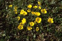 Arctic Cinquefoil