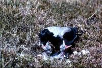 A Hooded Crow feeds it's young