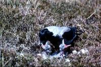 A Hooded Crow feeds it's young