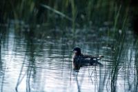 Red-necked Phalarope swimming on a loch