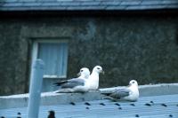 Three Fulmars on a roof