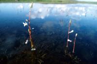 Water Lobelia growing in a shallow loch