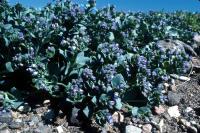 Oysterplant grows on a shingly beach.