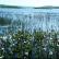 Bogbean growing in a loch.