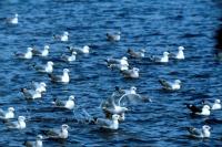 A flock of Herring Gulls at Lerwick Harbour