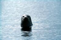 A Common Seal stretches up to get a better look.