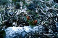 Two Dwarf Willow flowers