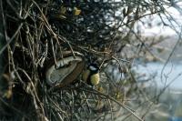 A Great Tit eats from a coconut