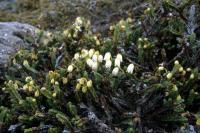 Arctic Bell Heather