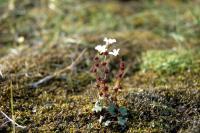 Drooping Saxifrage