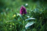 An Early Marsh-Orchid growing in a grassy area
