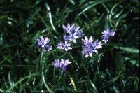 Spring Squill flowers in close-up