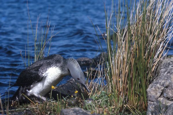 Red-throated Diver tending her nest