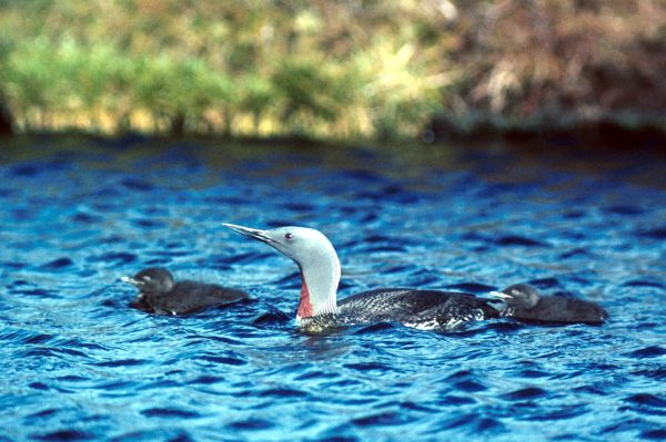 Red-throated Diver with young